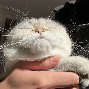 珠玉（cover：单依纯）