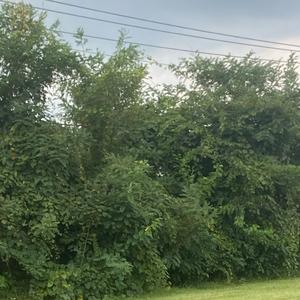 screeching halt (feat. everestdidthis)