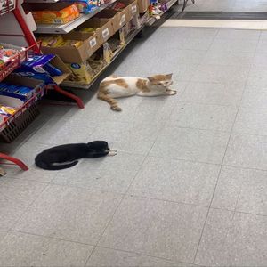 Yüksek Gerilim Hattı