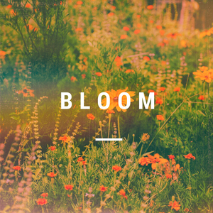Bloom