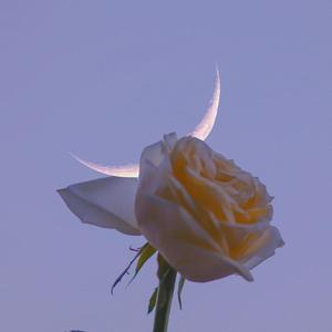 大小姐和大少爷的反派生涯