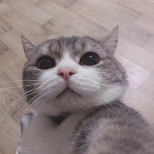 戏台（翻自 要不要买菜）