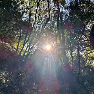 【FREE】"Ray of Sunshine"