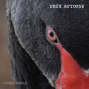 Cygnus Atratus
