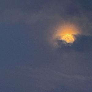 봄바람에 꽃비가