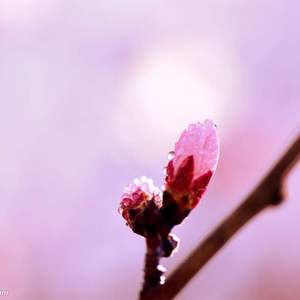 寸心笑傲（翻自 绯村柯北）