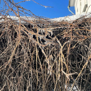 Начало зимы