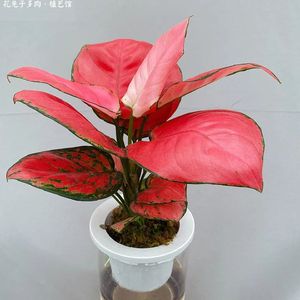 《灵动琴音点亮旅行Vlog》 074