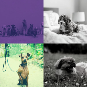 微妙的可爱的狗心情