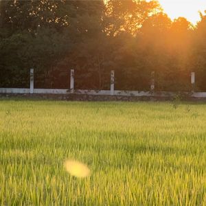 我的大学是一座大森林