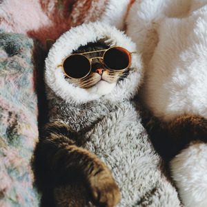 เจ้าเหมียวจ๋า