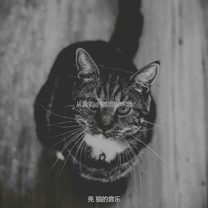 抚慰的睡猫回忆