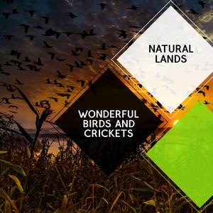 Wetland Forg Sounds to Help You Sleep