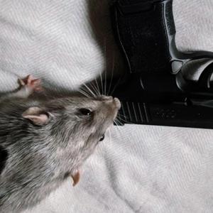 rats & racks