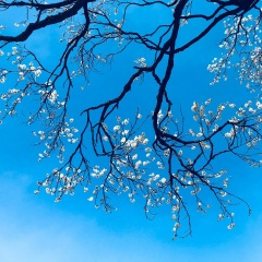 克罗地亚狂想曲