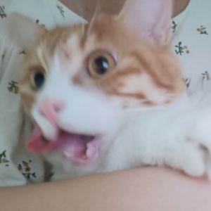 醉（Acappella Ver.）