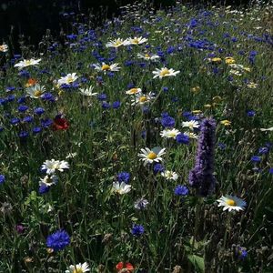 离开以后（翻唱）