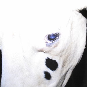 南宮FEFERE (feat. Japanese Breakfast)