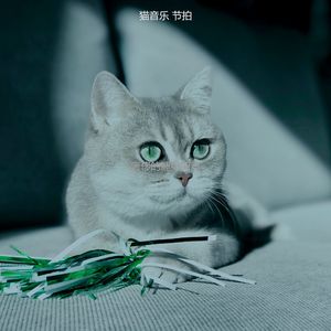 温和训练猫梦想
