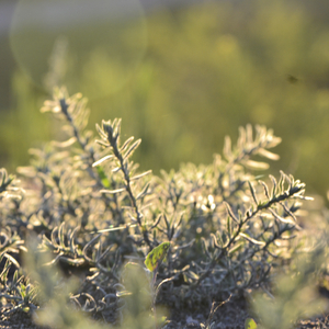 Harmonization of consciousness