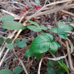 Dream Farm Go Team Free Hotel