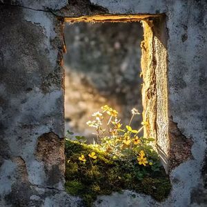 什么才是真正的情人节呢