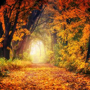 无法回到的那边原野