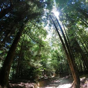 Not 41 days without a note