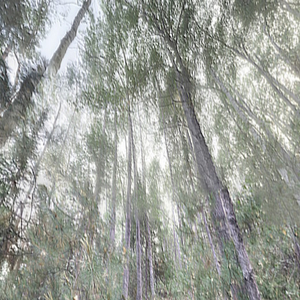 ગધેડો તેના માલિકથી ભાગી ગયો, તેને ફૂલોનું ઘાસનું મેદાન મળ્યું અને ચરવા લાગ્યો