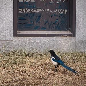 我在北京，在春节前的五天