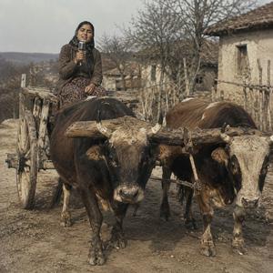 Yaylı Tekeri