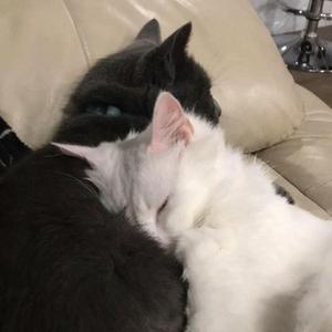 Karlos Yaren Yanarım