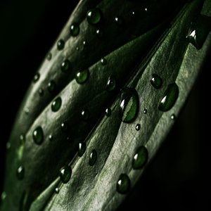 Baarish