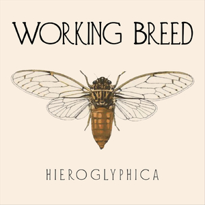 N. Hieroglyphica