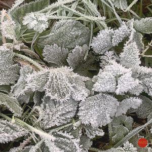 Echo Voices from No Man's Line