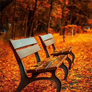 幸福的花海 (竖琴曲)