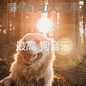 有趣可爱的狗情怀