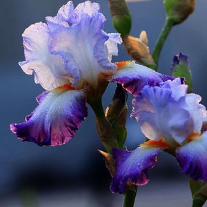 康美之恋（二胡版）