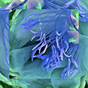 Digital Zoophrenia ---//---//