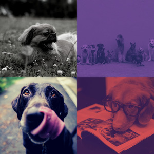 抚慰的孤独的狗回忆