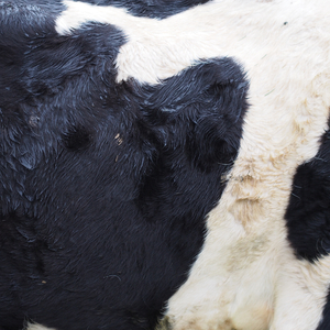 Staffordshire County and Weston Council