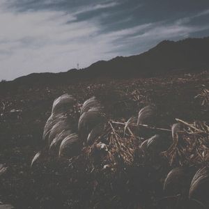 后来他离开了这里