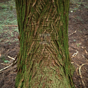 룻 (feat. 한로로, JUNNY)