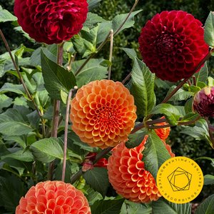 Symphony No. 10 in E Minor, Op. 93: II. Allegro