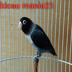 Burung Kenari Ngekek Panjang Ngeeol Ajarin Paud