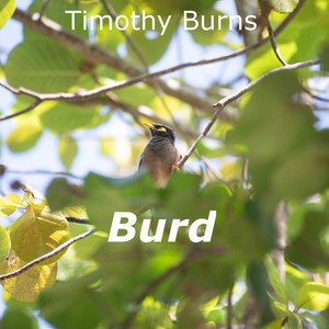 Burd