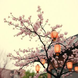 POP Type Beat “花期”