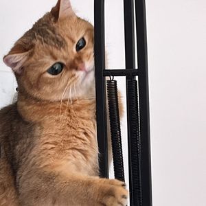 住在天狼星的那个人