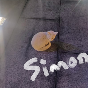 Simon（cover周菲戈）