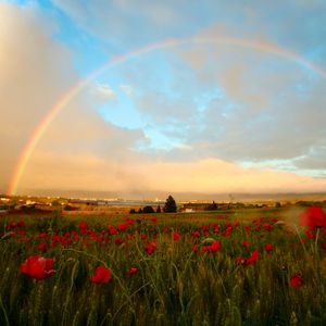 虹夏（纯音乐）